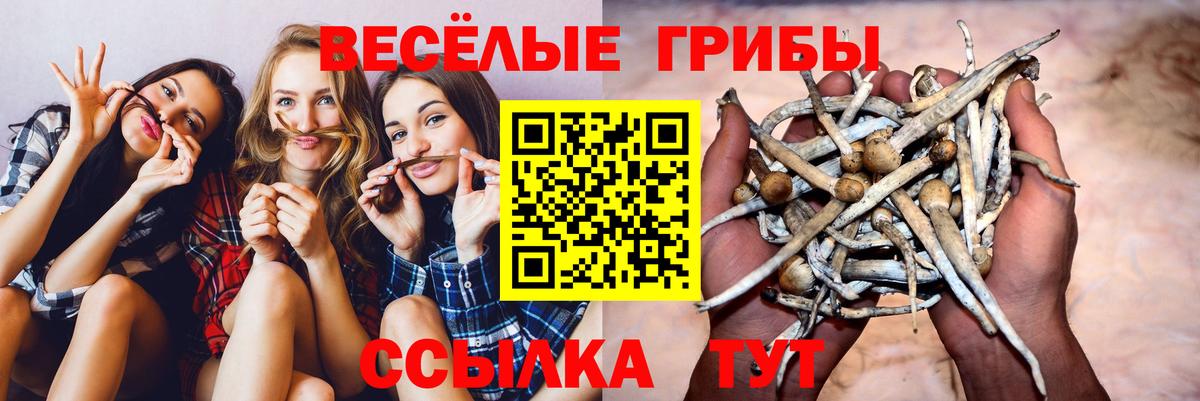 Галлюциногенные грибы Psilocybine cubensis  где купить   Вход с VPN  Ржев  Псилоцибиновые грибы прущие грибы 